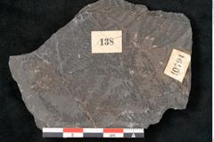 Foto (Detailansicht) von Sphenopteris elegans Brongniart (NHMW-GEO-2024-0188-10794)